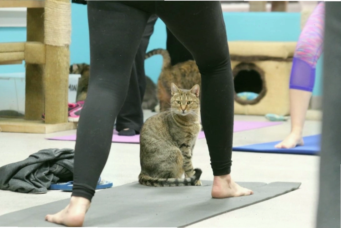 Một chú mèo ló đầu nhìn qua giữa hai chân của một học viên yoga