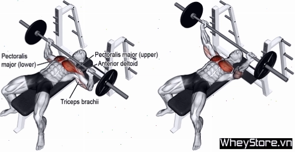 Người tập thực hiện bài Bicep Curl trong lịch tập gym 5 buổi