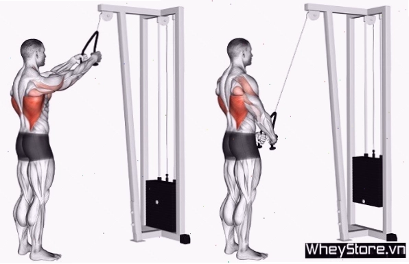 Người tập thực hiện bài tập chống đẩy với mặt ghế