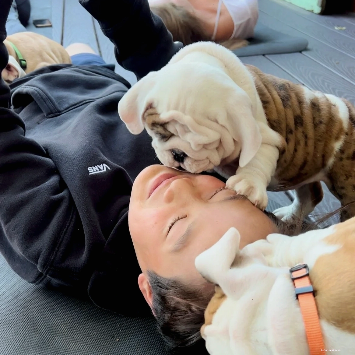 Người tập yoga cùng chú chó tại Le Doggie Cool