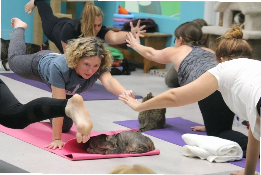 Những chú mèo tò mò nhìn ra ngoài qua cánh cửa kính, sẵn sàng tham gia lớp yoga