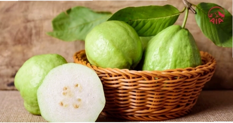 Ổi là một trong những loại trái cây có nhiều chất dinh dưỡng
