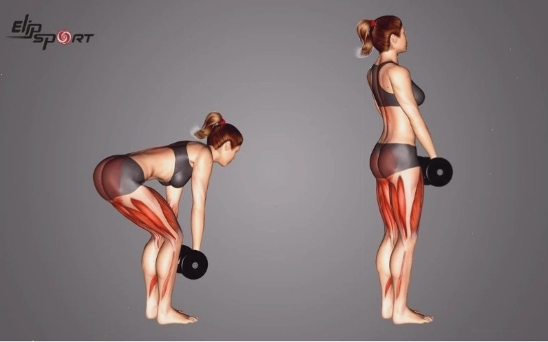 Romanian Dumbbell Deadlift tác động đến nhiều nhóm cơ ở phần thân dưới
