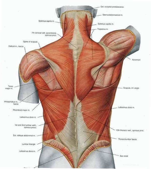 Sơ đồ 10 nhóm cơ chính trên cơ thể người