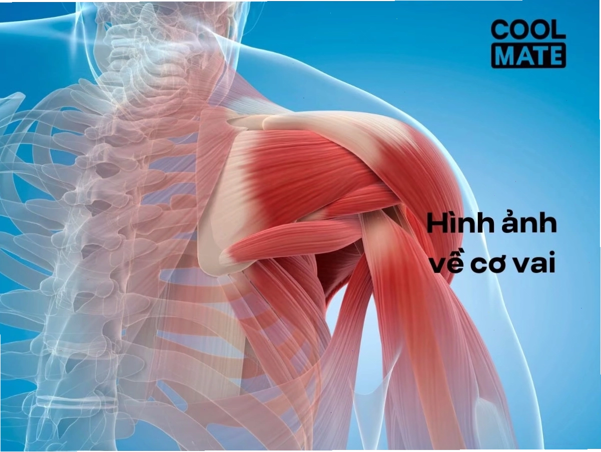 Sơ đồ cấu tạo các nhóm cơ vai