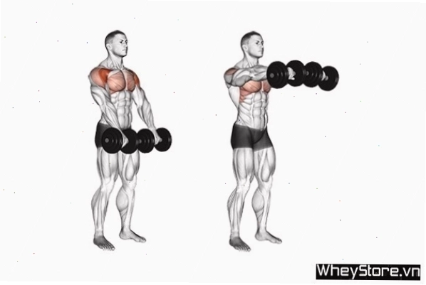 Squeeze Dumbbell Press - Bài tập ép ngực trong với tạ đơn