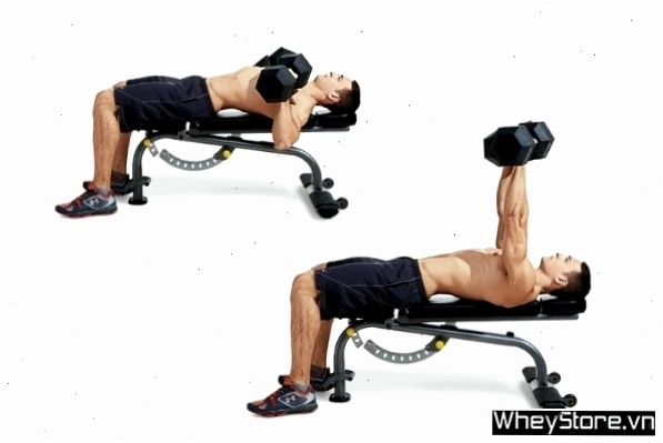 Standard Dumbbell Chest Press - Bài tập cơ ngực giữa với tạ đơn