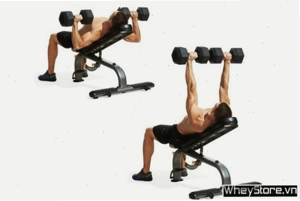 Standard Dumbbell Chest Press là bài tập cơ bản cho phần ngực giữa