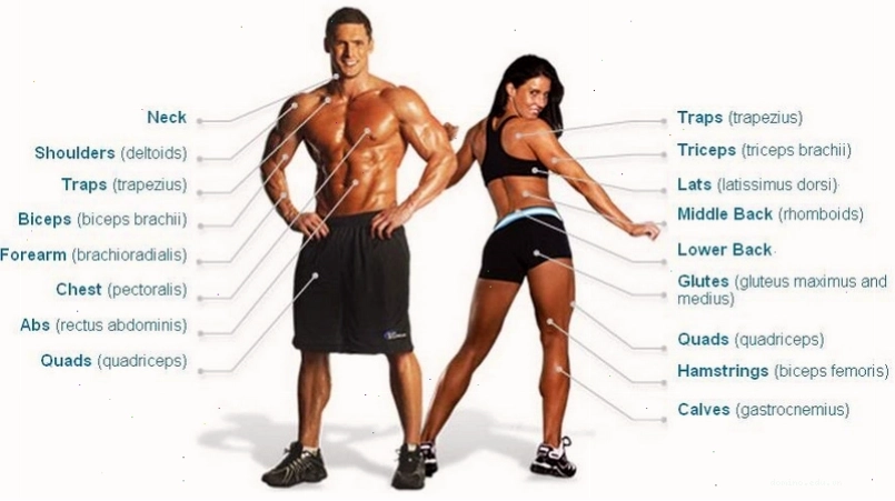 Tạ đòn barbell và tạ đơn dumbbell trong phòng gym