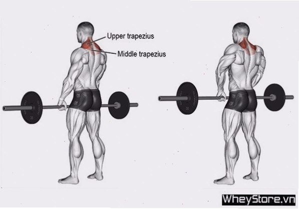 Tập cơ cầu vai với tạ đôi - bài tập Dumbbell Shrug