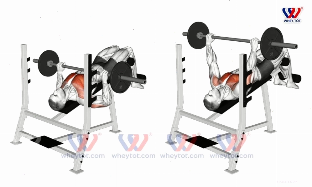 Tập ngực đẩy tạ trên ghế nghiêng xuống