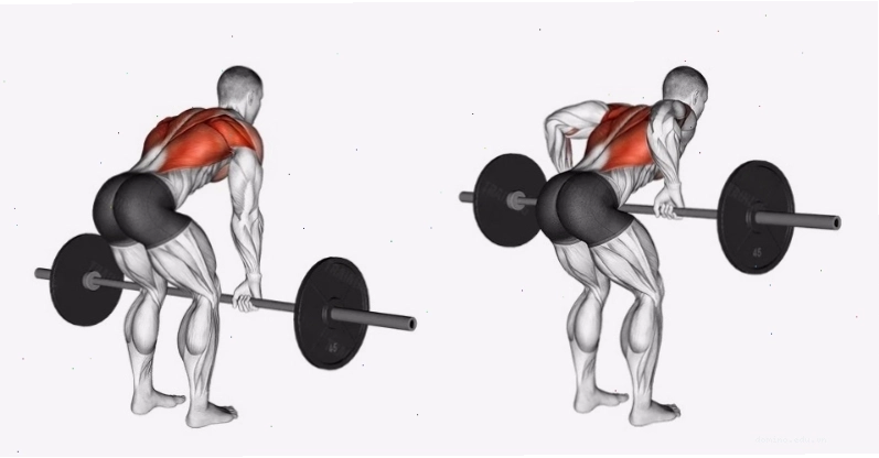 Thực hiện bài tập Bent-Over Barbell Row với đòn tạ