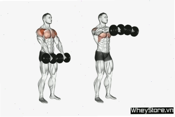Thực hiện động tác Dumbbell Front Chest Raises
