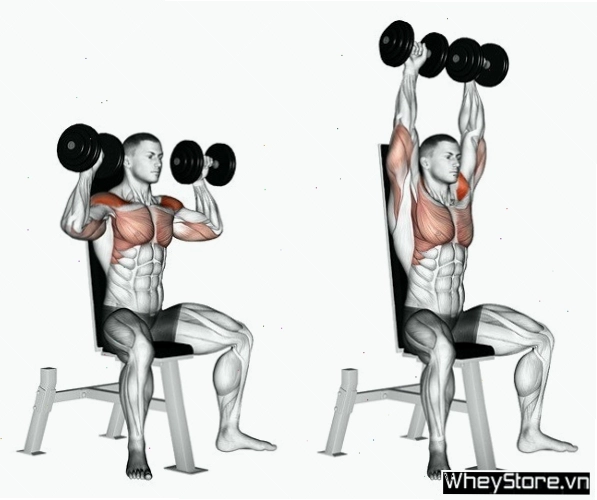 Thực hiện động tác nâng tạ đôi sang hai bên ngang vai