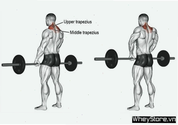 Thực hiện động tác nhún vai với tạ đơn (Dumbbell Shrug)