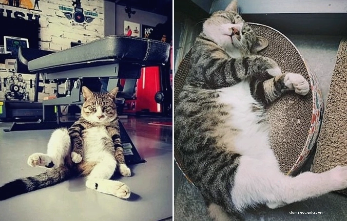 Tiểu Hổ nằm thư giãn trên băng ghế thể dục trong phòng gym