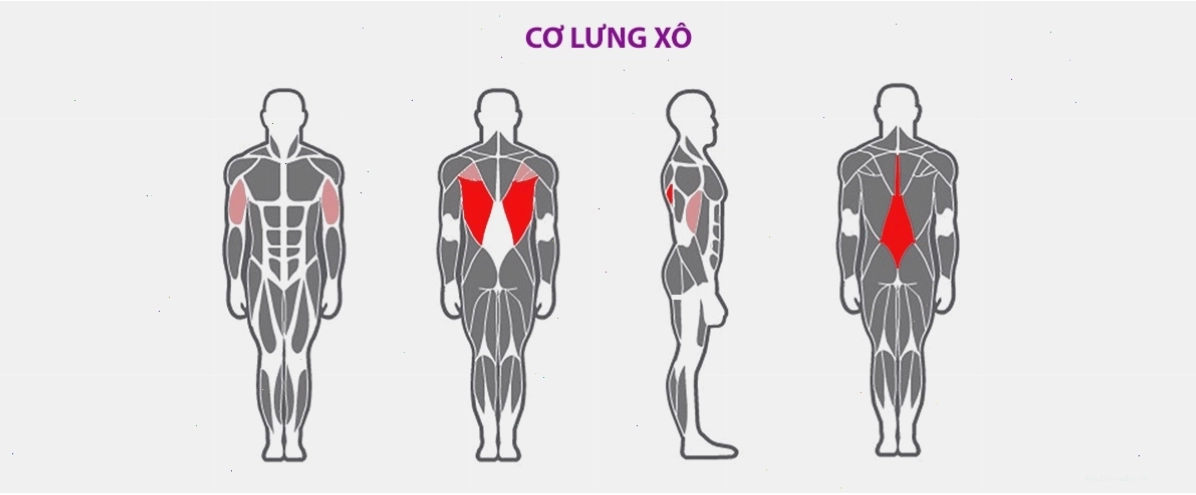 Tổng hợp các loại máy tập cơ lưng xô hiện đại tại phòng gym